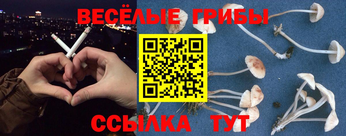 Псилоцибиновые грибы Psilocybe Новосибирск